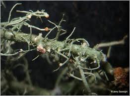 Attēlu rezultāti vaicājumam “Biatoropsis usnearum”