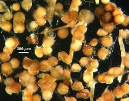 Attēlu rezultāti vaicājumam “Enteridium corticatum spores”