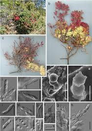 Attēlu rezultāti vaicājumam “Exobasidium splendidum”