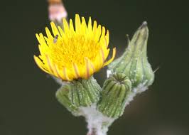 Attēlu rezultāti vaicājumam “Sonchus oleraceus bud”
