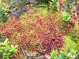 Attēlu rezultāti vaicājumam “Sphagnum capillifolium”