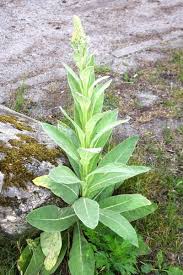 Image result for Königskerzen