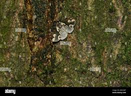 Attēlu rezultāti vaicājumam “Thyatira batis imago”