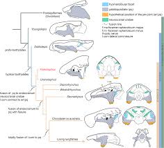 Attēlu rezultāti vaicājumam “Laccognathus panderi”