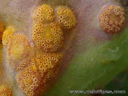 Attēlu rezultāti vaicājumam “Puccinia poarum”