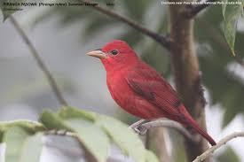 Image result for Piranga rubra