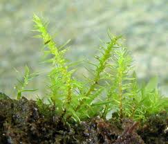 Attēlu rezultāti vaicājumam “Pohlia bulbifera”