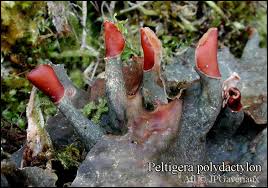 Attēlu rezultāti vaicājumam “Peltigera polydactylon”