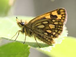 Attēlu rezultāti vaicājumam “Carterocephalus silvicolus”