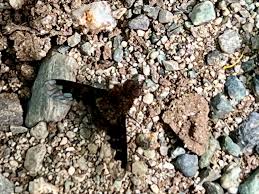 Attēlu rezultāti vaicājumam “Hemipenthes morio”