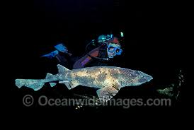 Image result for Cephaloscyllium laticeps