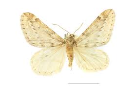 Attēlu rezultāti vaicājumam “Alsophila aescularia”