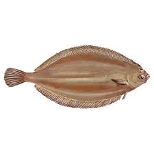 Image result for Glyptocephalus cynoglossus