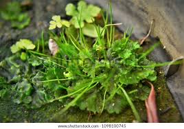 Attēlu rezultāti vaicājumam “Pellia endiviifolia sporophyte”