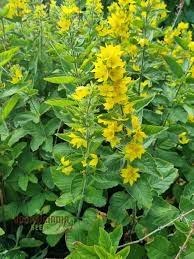 Attēlu rezultāti vaicājumam “Lysimachia punctata”
