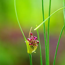 Attēlu rezultāti vaicājumam “Allium oleraceum bud”
