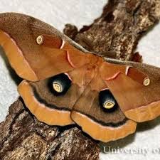 Attēlu rezultāti vaicājumam “Saturniidae”