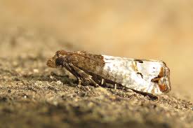 Attēlu rezultāti vaicājumam “Notocelia roborana”