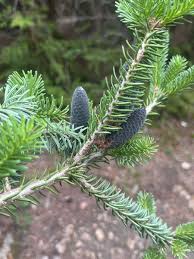 Attēlu rezultāti vaicājumam “Abies balsamea”