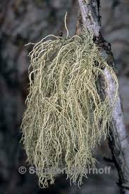 Attēlu rezultāti vaicājumam “Usnea hirta”