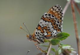 Attēlu rezultāti vaicājumam “Melitaea cinxia upperside”