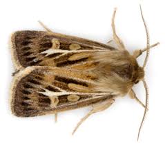 Attēlu rezultāti vaicājumam “Cerapteryx graminis”