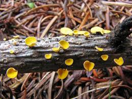 Attēlu rezultāti vaicājumam “Lachnellula willkommii”