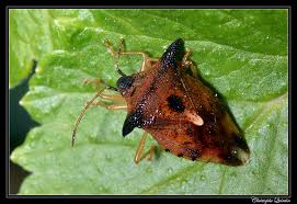 Attēlu rezultāti vaicājumam “Elasmucha ferrugata”
