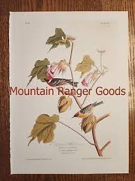 Image result for Dendroica castanea