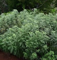 Attēlu rezultāti vaicājumam “Artemisia absinthium”