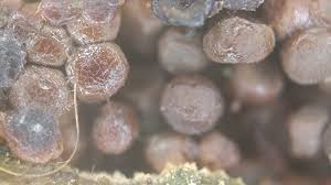 Attēlu rezultāti vaicājumam “Cribraria macrocarpa young”