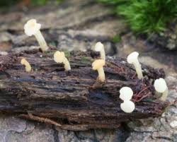 Attēlu rezultāti vaicājumam “Cudoniella acicularis”