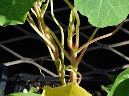 Image result for Tropaeolum majus