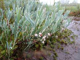 Attēlu rezultāti vaicājumam “Andromeda polifolia”