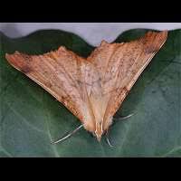 Attēlu rezultāti vaicājumam “Ennomos autumnaria”