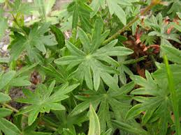 Attēlu rezultāti vaicājumam “Geranium sanguineum”