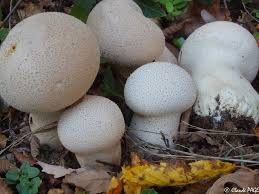 Attēlu rezultāti vaicājumam “Calvatia excipuliformis”