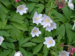 Attēlu rezultāti vaicājumam “Anemone nemorosa leaf”
