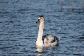 Attēlu rezultāti vaicājumam “Cygnus olor juvenile”