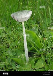 Attēlu rezultāti vaicājumam “Coprinus lagopus”