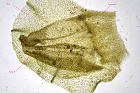 Attēlu rezultāti vaicājumam “Jungermannia hyalina”