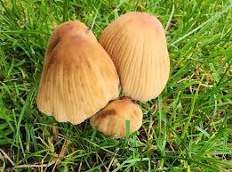 Attēlu rezultāti vaicājumam “Tortella inclinata”