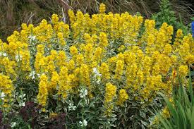 Attēlu rezultāti vaicājumam “Lysimachia punctata”