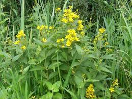 Attēlu rezultāti vaicājumam “Lysimachia vulgaris”
