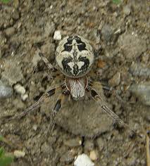 Attēlu rezultāti vaicājumam “Larinioides cornutus female”