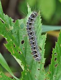 Attēlu rezultāti vaicājumam “Eriogaster lanestris”
