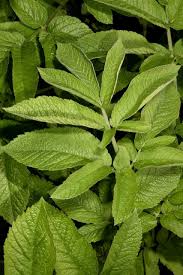 Attēlu rezultāti vaicājumam “Chaerophyllum aromaticum leaf”