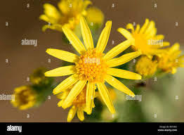 Attēlu rezultāti vaicājumam “Jacobaea vulgaris flower”