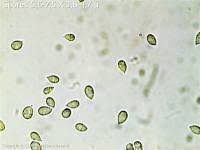 Attēlu rezultāti vaicājumam “Arrhenia retiruga”