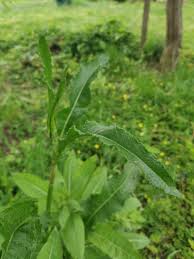 Attēlu rezultāti vaicājumam “Armoracia rusticana leaf”